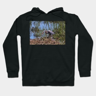 Great Blue Heron Catch Hoodie